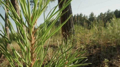 Sunlit pine needles and textured bark. Warm summer scene with pine and dry grass Stock Footage 345175523
