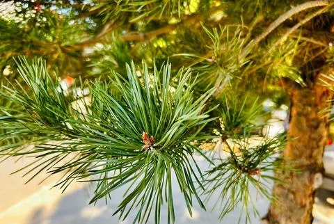 Sunlit Pine Needles in Nature Foto stock