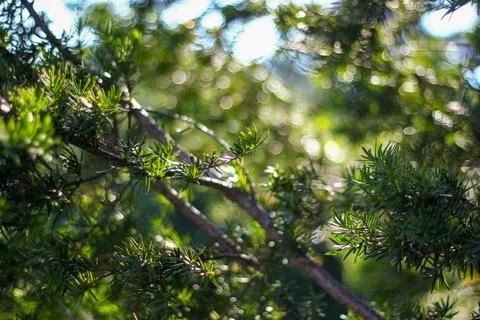 Sunlit Pine Needles Foto stock