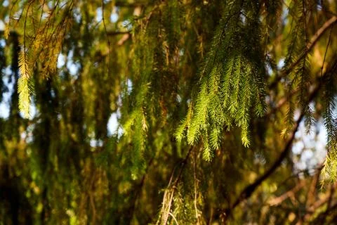 Sunlit Pine Needles in a Serene Forest Canopy Stock Photos