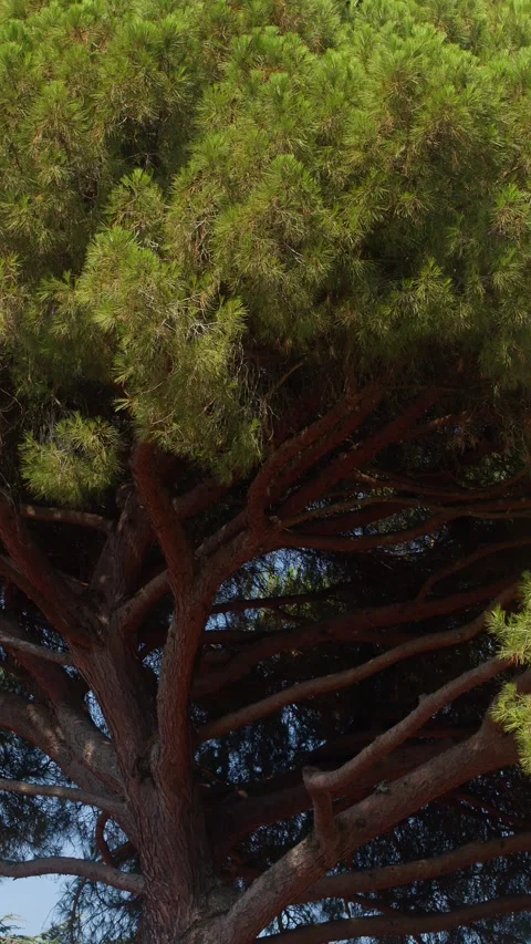 Sunlit Pine Tree Branches in Garden of Historic Villa, Florence, Italy Stock Footage 342716222