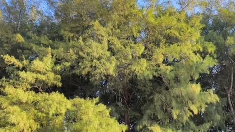 Sunlit Pine Tree Branches Swaying in Gentle Breeze Stock Footage 340489529