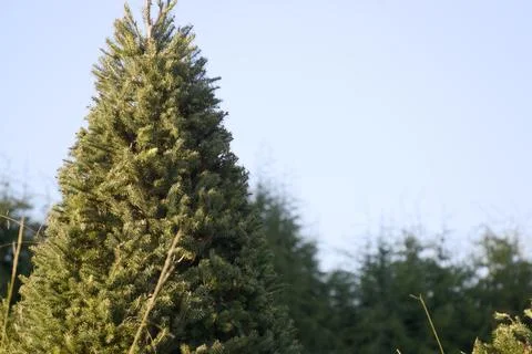 Sunlit Pine Tree Growing in Christmas Tree Farm with Clear Sky Stock Photos