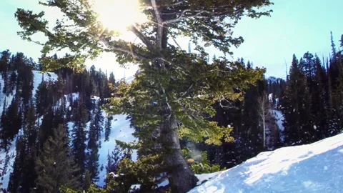 Sunlit Pine Tree in Snowy Winter Forest Stock Footage 346038245