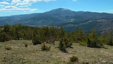 Sunlit pine tree stands tall on grassy hillside. Balkan, Eastern Europe, POV Video stock 333441106