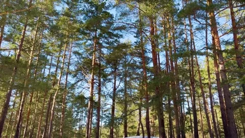 Sunlit pine tree tops against a backdrop of blue sky and snow Stock-Footage 330300253