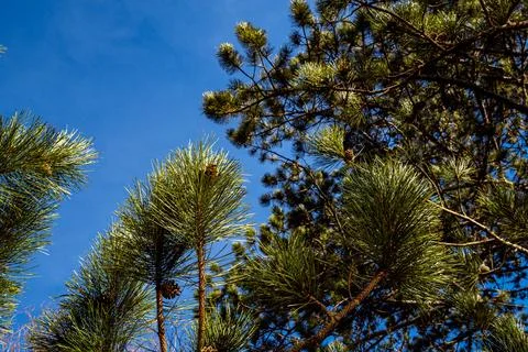 Sunlit Pine Tree Tops and Blue Sky Stock Photos