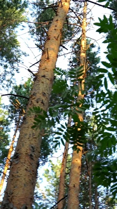 Sunlit Pine Tree Trunks and Foliage in Woodland Stock Footage 346641026