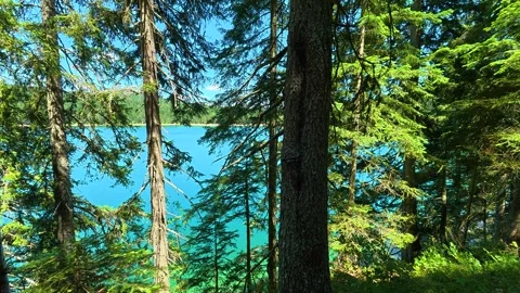 Sunlit pines frame a turquoise lake. Black Lake, Montenegro Vídeos de archivo 342971775