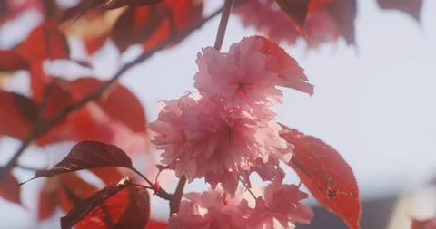 Sunlit pink cherry blossom with red leaves in 8K Stock Footage 117216616