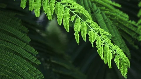 Sunlit Pinnate Leaf: Close-up of Green Feather-Like Foliage in Sunshine  스톡 동영상 322933061