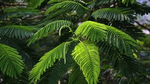 Sunlit Pinnate Leaf: Close-up of Green Feather-Like Foliage in Sunshine  Stock Footage 322933070