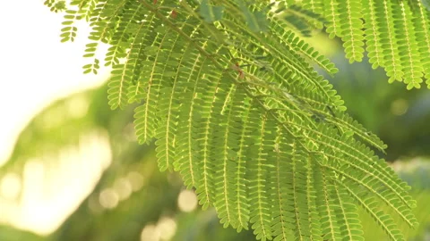 Sunlit Pinnate Leaf: Close-up of Green Feather-Like Foliage in Sunshine  스톡 동영상 322935468