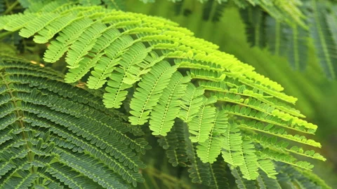 Sunlit Pinnate Leaf: Close-up of Green Feather-Like Foliage in Sunshine  Stock Footage 322935595