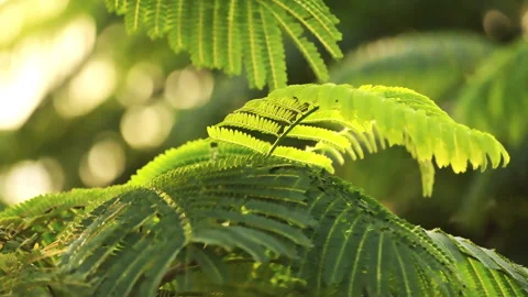 Sunlit Pinnate Leaf: Close-up of Green Feather-Like Foliage in Sunshine  Stock Footage 322935606