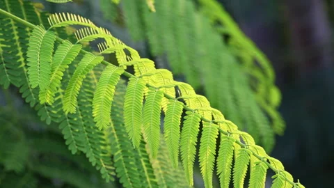 Sunlit Pinnate Leaf: Close-up of Green Feather-Like Foliage in Sunshine  Stock Footage 322935617