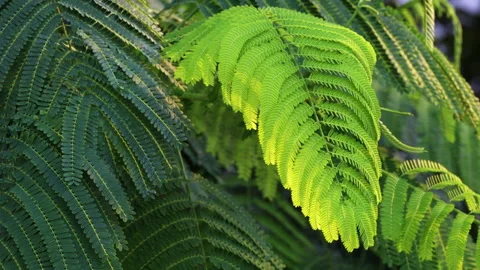 Sunlit Pinnate Leaf: Close-up of Green Feather-Like Foliage in Sunshine  Stock-Footage 322935724