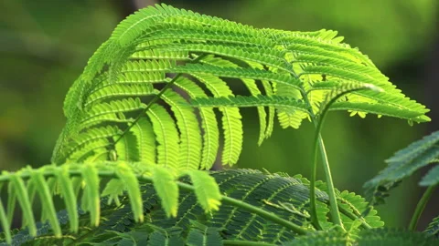 Sunlit Pinnate Leaf: Close-up of Green Feather-Like Foliage in Sunshine  Stock-Footage 322937043