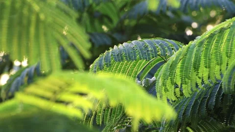 Sunlit Pinnate Leaf: Close-up of Green Feather-Like Foliage in Sunshine  Stock-Footage 322937252