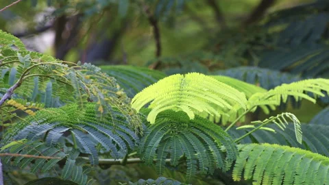 Sunlit Pinnate Leaf: Close-up of Green Feather-Like Foliage in Sunshine  Stock Footage 322937278