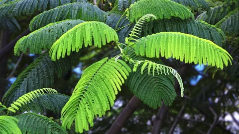 Sunlit Pinnate Leaf: Close-up of Green Feather-Like Foliage in Sunshine  Stock Footage 322937374