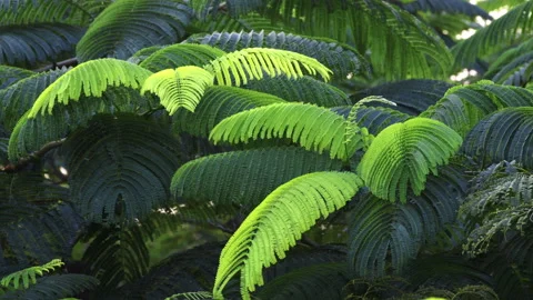 Sunlit Pinnate Leaf: Close-up of Green Feather-Like Foliage in Sunshine  스톡 동영상 322937375