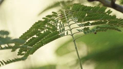 Sunlit Pinnate Leaf: Close-up of Green Feather-Like Foliage in Sunshine  Stock Footage 322937874