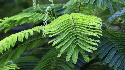 Sunlit Pinnate Leaf: Close-up of Green Feather-Like Foliage in Sunshine  Stock Footage 322938188