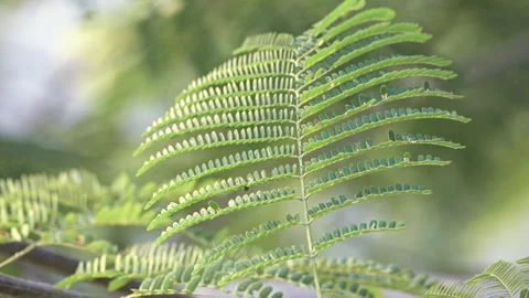 Sunlit Pinnate Leaf: Close-up of Green Feather-Like Foliage in Sunshine  Stock Footage 322938203