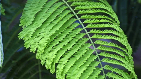 Sunlit Pinnate Leaf: Close-up of Green Feather-Like Foliage in Sunshine  Stock-Footage 322938510