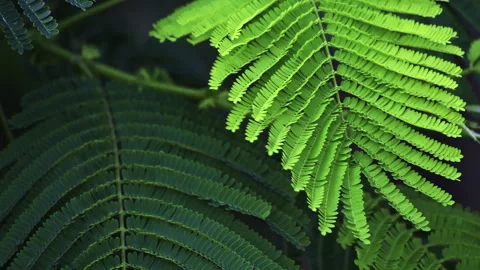 Sunlit Pinnate Leaf: Close-up of Green Feather-Like Foliage in Sunshine  스톡 동영상 322952084