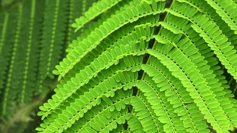 Sunlit Pinnate Leaf: Close-up of Green Feather-Like Foliage in Sunshine  스톡 동영상 322952157
