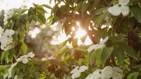Sunlit plant leaves Stock Footage 74096479