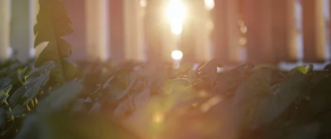 Sunlit Plant Rack Focus with Bug Flying Stock Footage 129529033