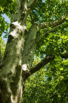 Sunlit Platanus Tree with Distinctive Bark and Green Canopy in Park Stockfoto's