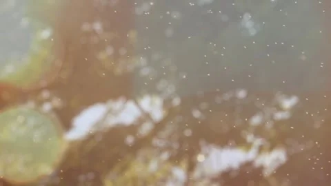Sunlit pollen with blurred nature. Video stock 306652557