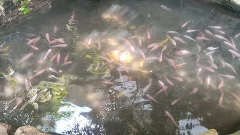 Sunlit Pond with Colorful Fish 库存影片 336810366