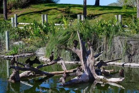 Sunlit pond holds fallen tree trunk Stock Photos