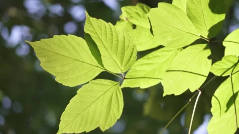 Sunlit Populus Leaves Gently Swaying in the Breeze Vidéo 336756242