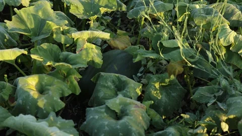 Sunlit pumpkin patch with large green leaves and developing gourds Stock Footage 341494923