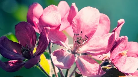 Sunlit purple blooming apple tree brunch on light breeze. Slow mo Vídeos de archivo 124054611