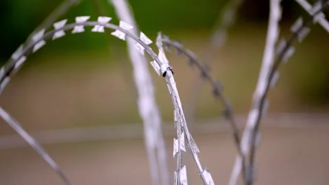 Sunlit Razor Wire Coil Crest with Soft Green Bokeh, Close-Up Stock-Footage 344118749