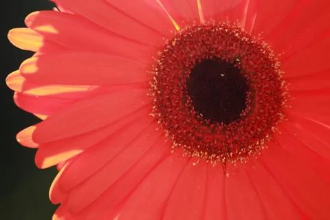 Sunlit red gerbera Stock Photos