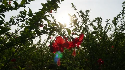 Sunlit Red Hibiscus Flowers Stock Footage 332605968