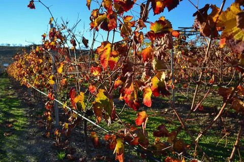 Sunlit red leaf vine row Stock Photos