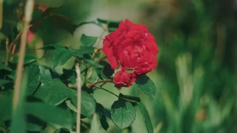 Sunlit red rose in close-up, softly moving in the breeze with its petals in 스톡 동영상 331137793