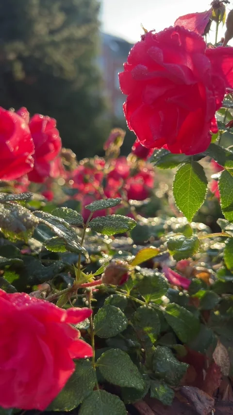 Sunlit Red Roses with Dew Drops, Saxony Stock Footage 317611633