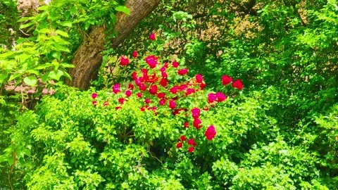 Sunlit Red Roses Stock Footage 292332874