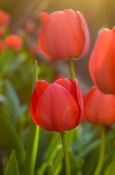 Sunlit red tulips Stock Photos