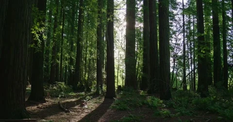 Sunlit Redwood Forest with Backlit Trees and Ferns Stock Footage 332690856